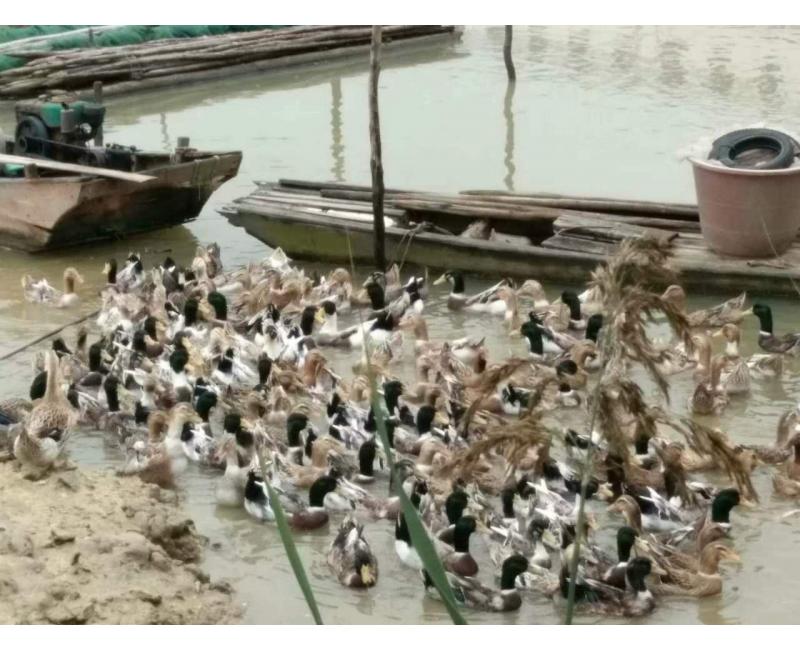 純放養(yǎng)青頭鴨、三那土雞、鳳尾菇 原生態(tài)產(chǎn)品